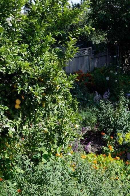 Beautiful, Historic Family Home Near Lake Merritt Oakland Ngoại thất bức ảnh